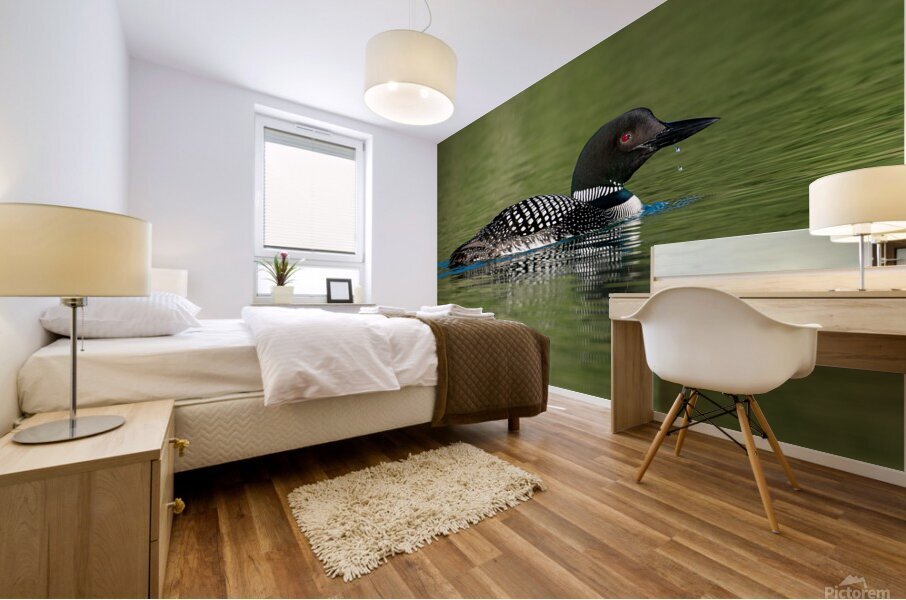 Common Loon Mural print