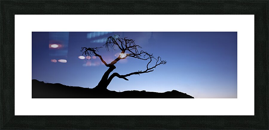Crows Nest Limber Pine Picture Frame print