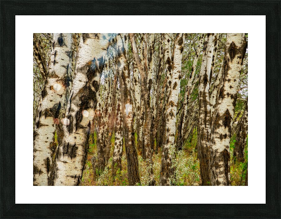 Popular Trees Picture Frame print