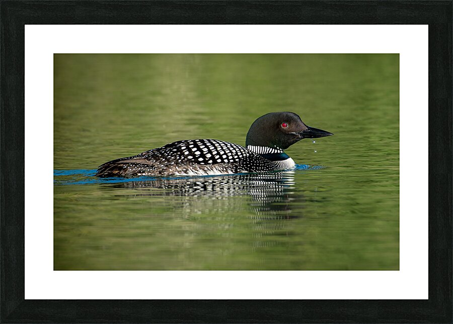 Common Loon Picture Frame print