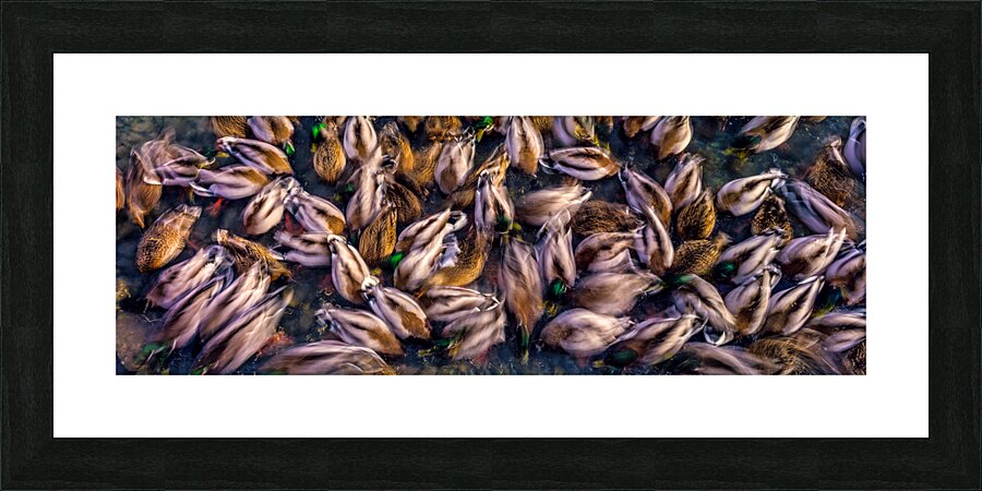 Ducks in Motion Picture Frame print