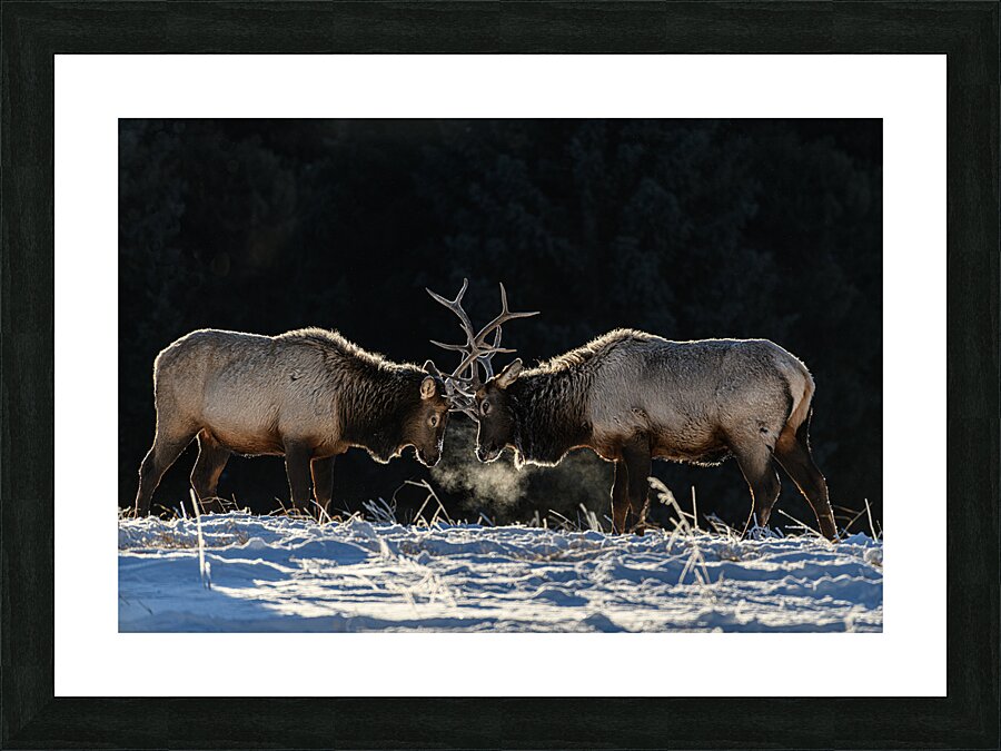 Dueling Elk Picture Frame print