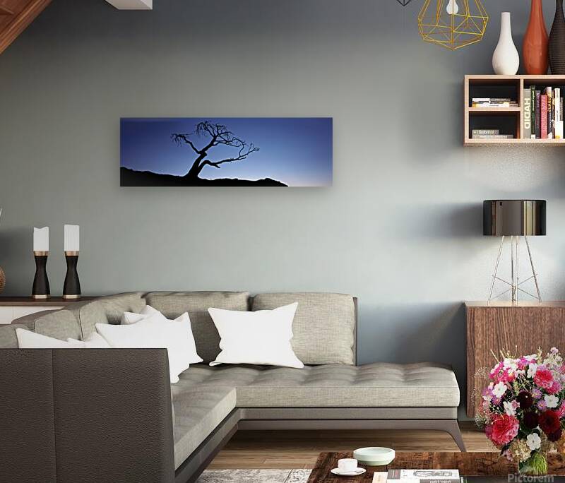 Crows Nest Limber Pine Reproduction