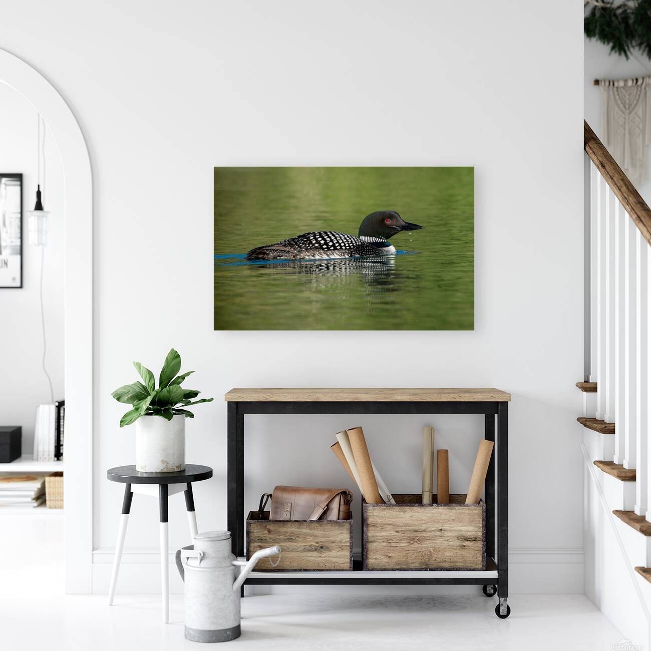 Common Loon Reproduction