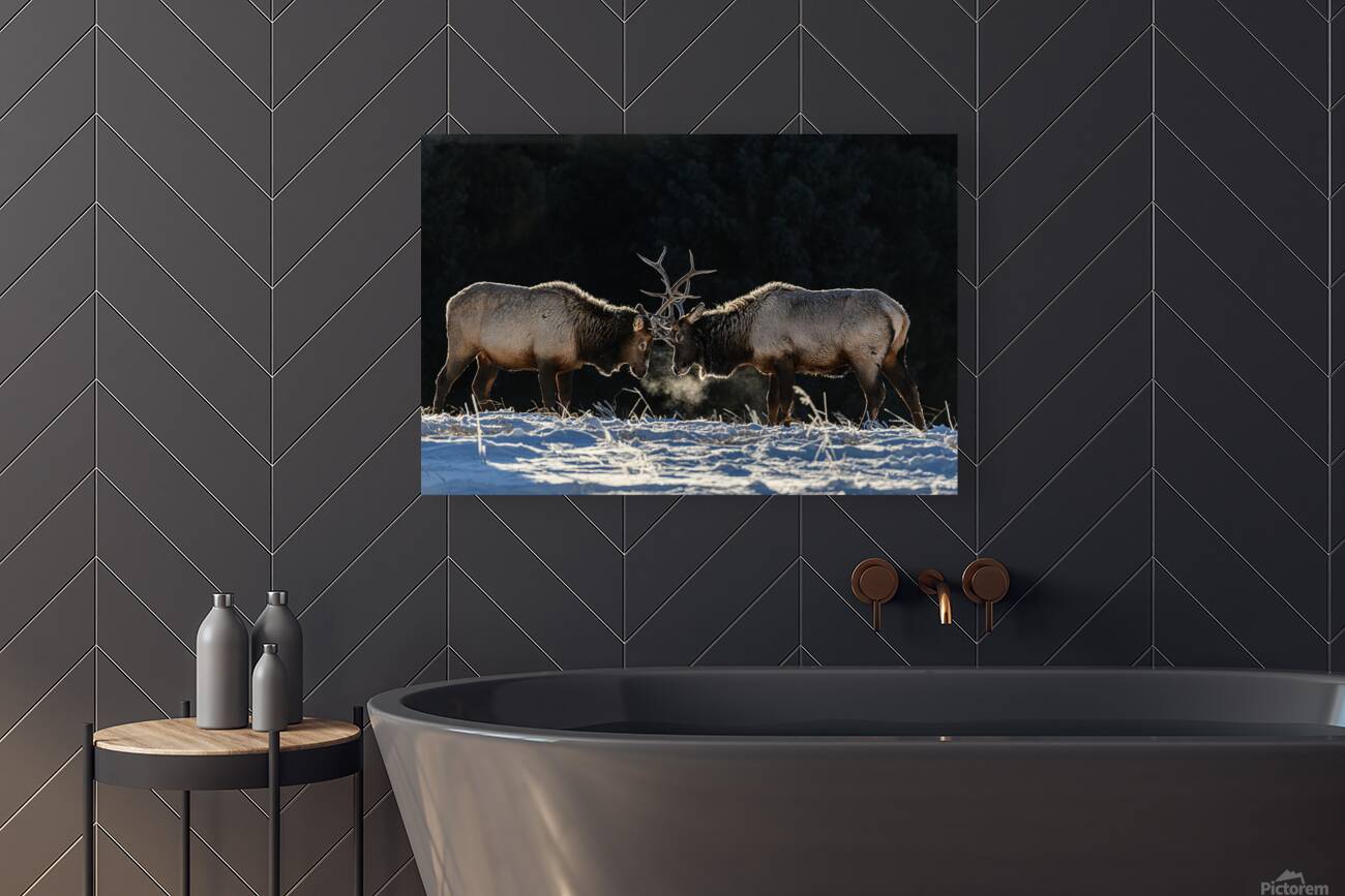 Dueling Elk Reproduction