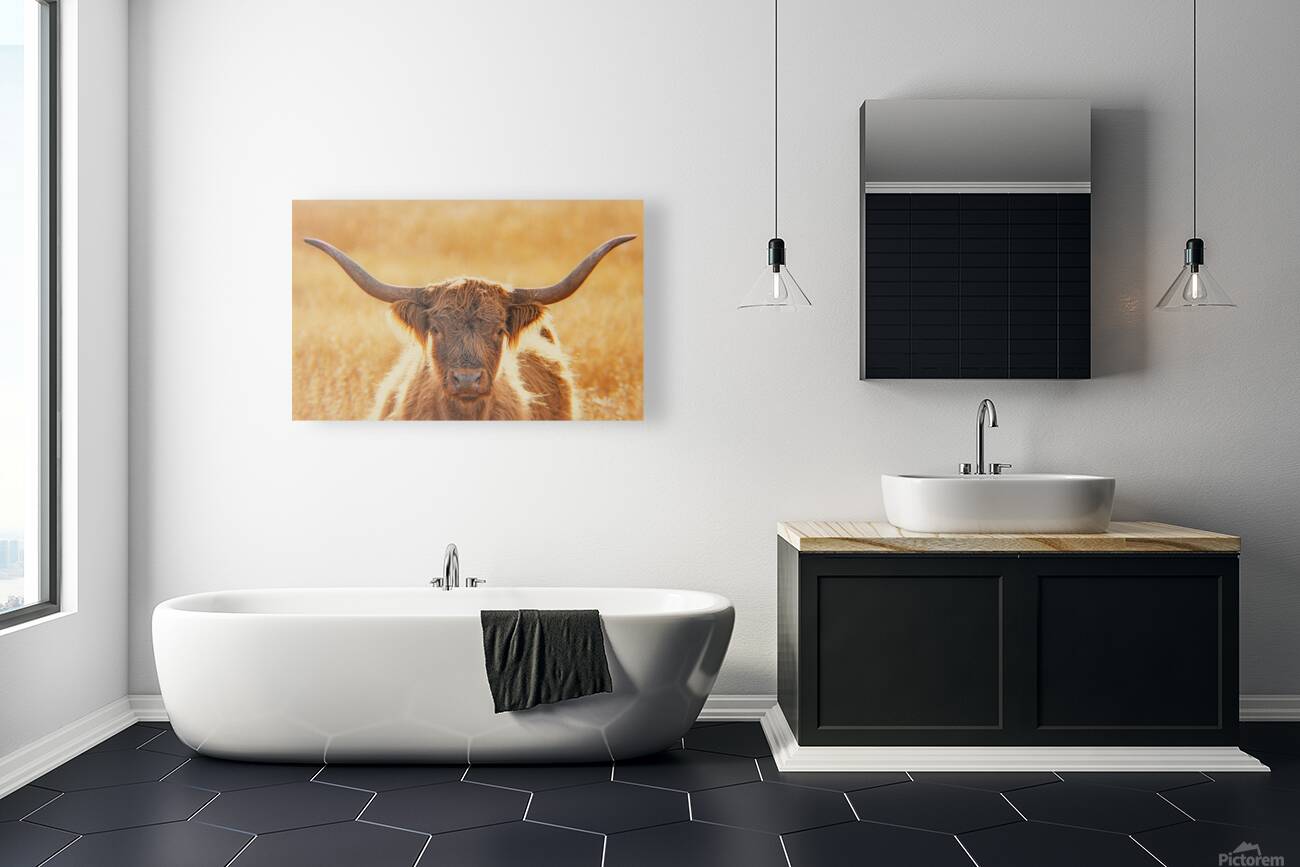 Highland Cow Reproduction