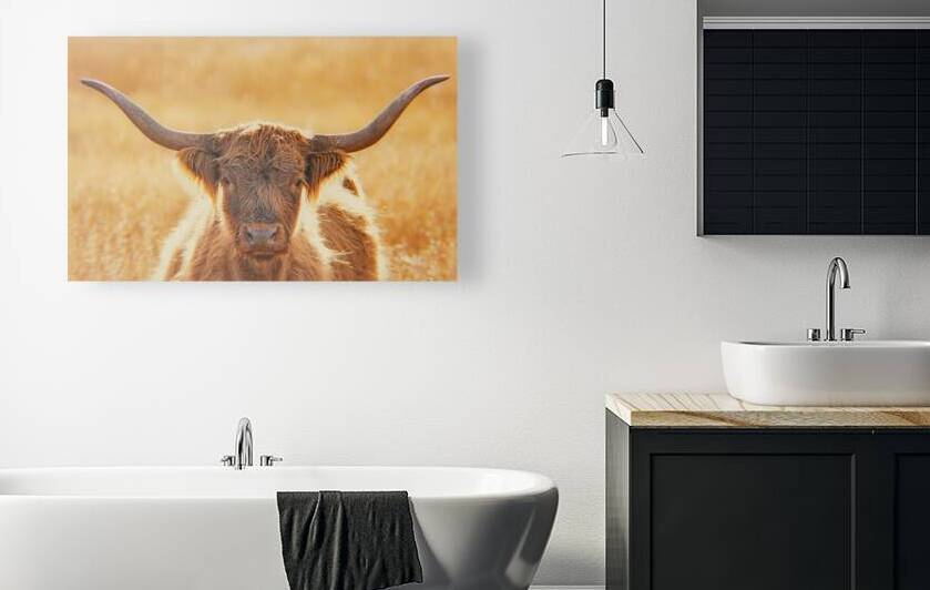 Highland Cow Reproduction