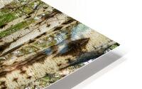 Popular Trees HD Metal print
