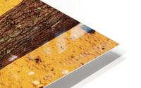 Pine  Oak Forest Floor HD Metal print