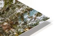 Snowy Trees HD Metal print