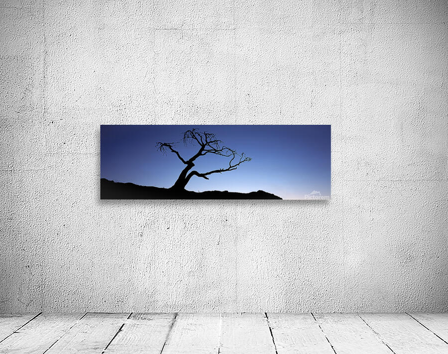 Crows Nest Limber Pine Wall Preview