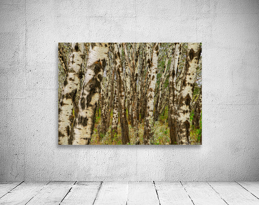 Popular Trees Wall Preview