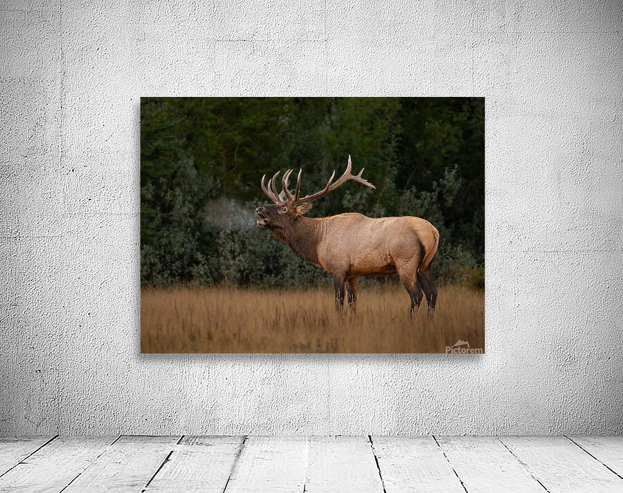 Bugling Elk Wall Preview