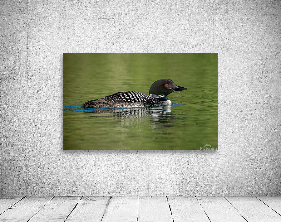 Common Loon Wall Preview