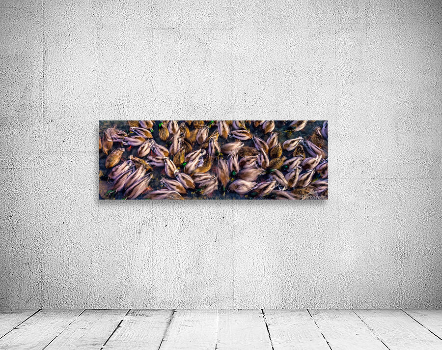Ducks in Motion Wall Preview