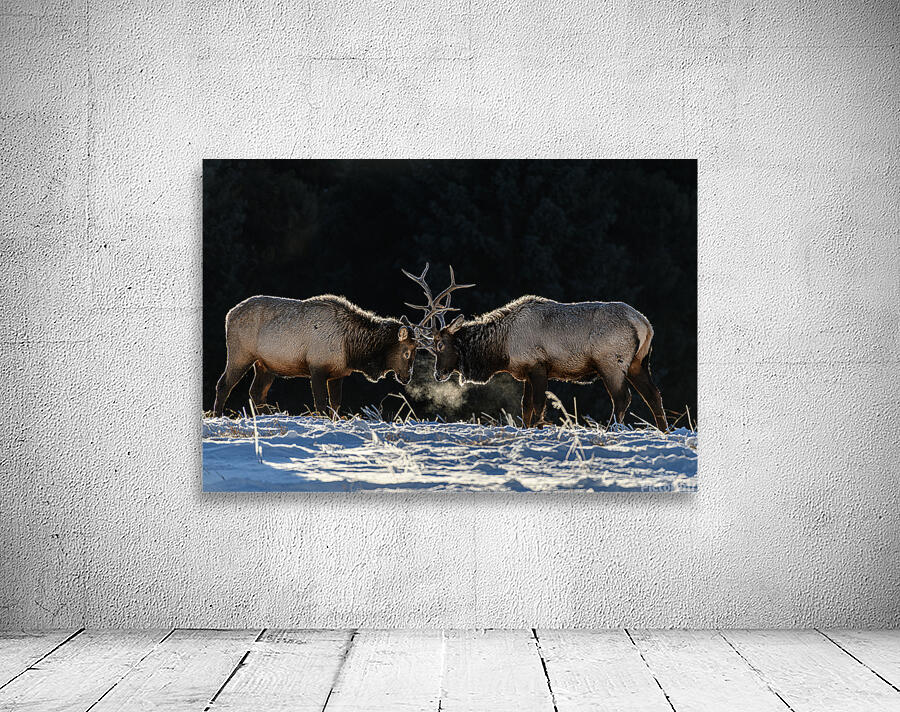 Dueling Elk Wall Preview