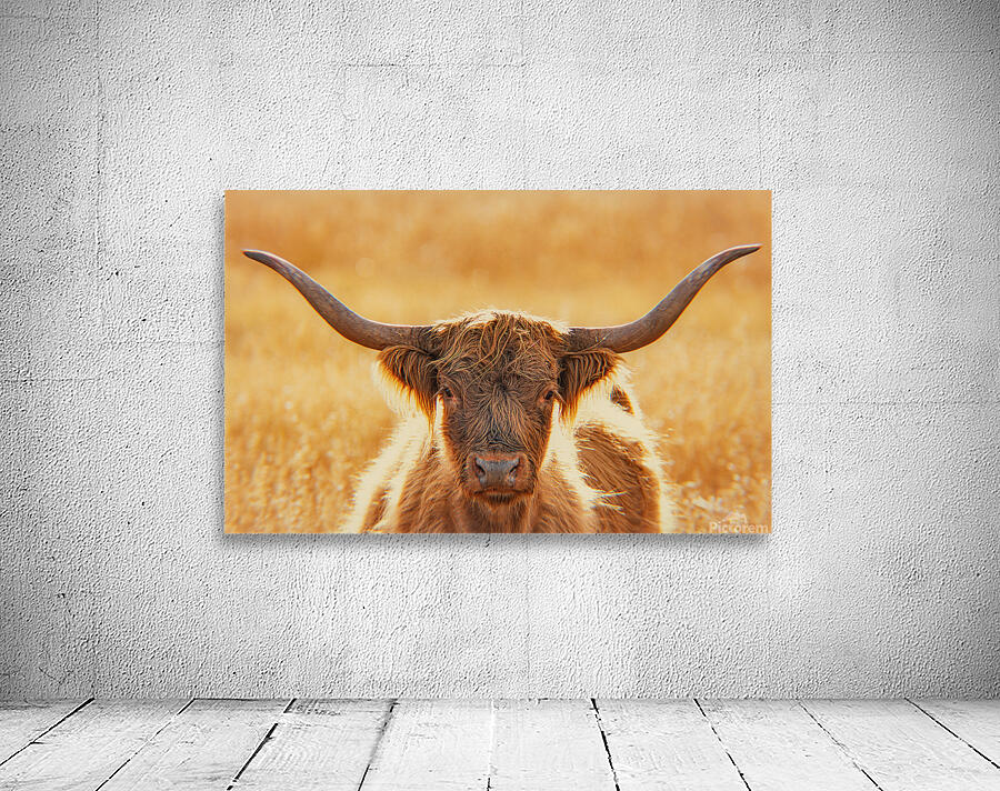 Highland Cow Wall Preview