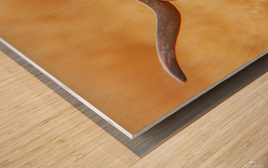 Highland Cow Wood print