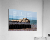 Melting Pier Acrylic Print