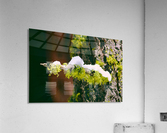 Mossy Perch Acrylic Print