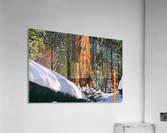 Sunny Sequoias Acrylic Print