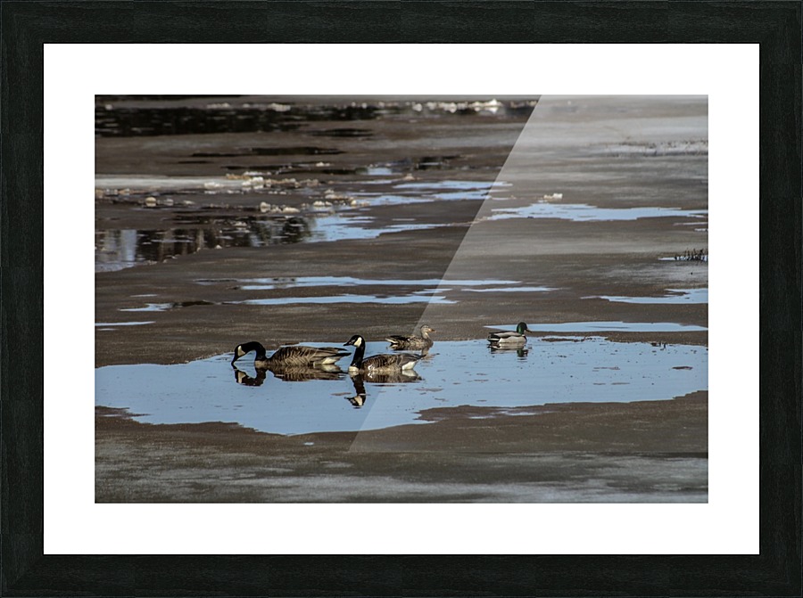 Spring Ducks Picture Frame print