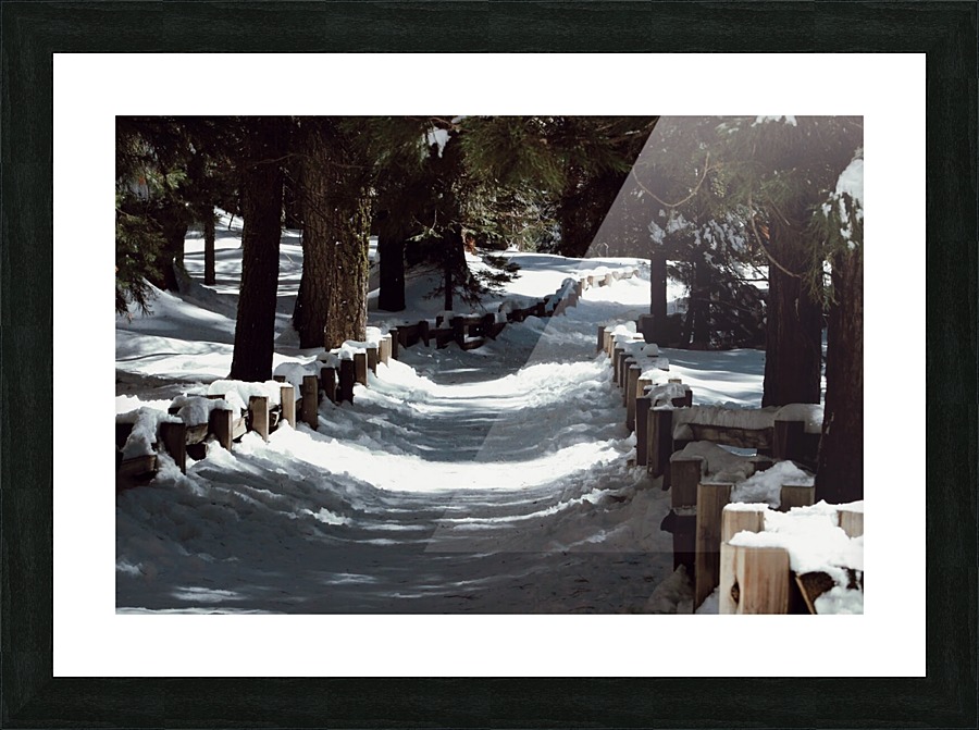 Sequoia Pathway Picture Frame print