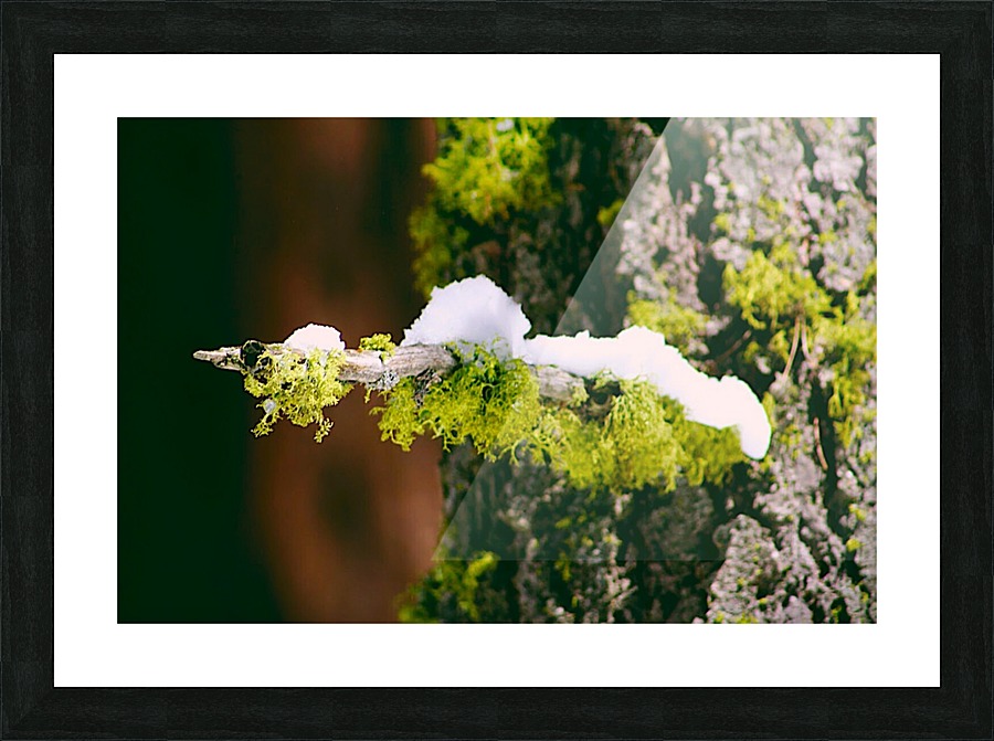 Mossy Perch Picture Frame print