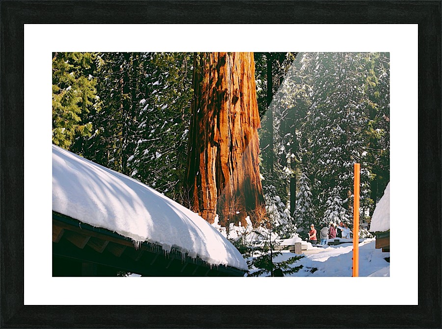 Sunny Sequoias Picture Frame print