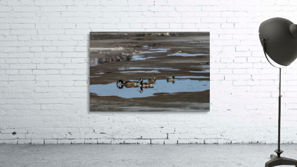Spring Ducks Wall Preview