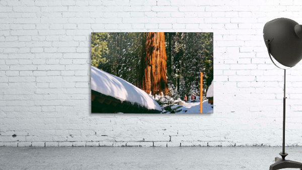 Sunny Sequoias Wall Preview