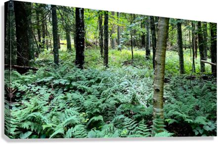 Saranac Lake NY Canvas Print