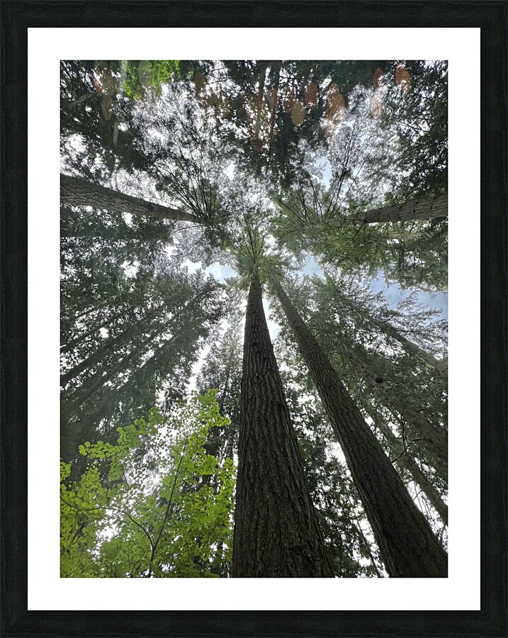 Capilano Bridge Park Picture Frame print