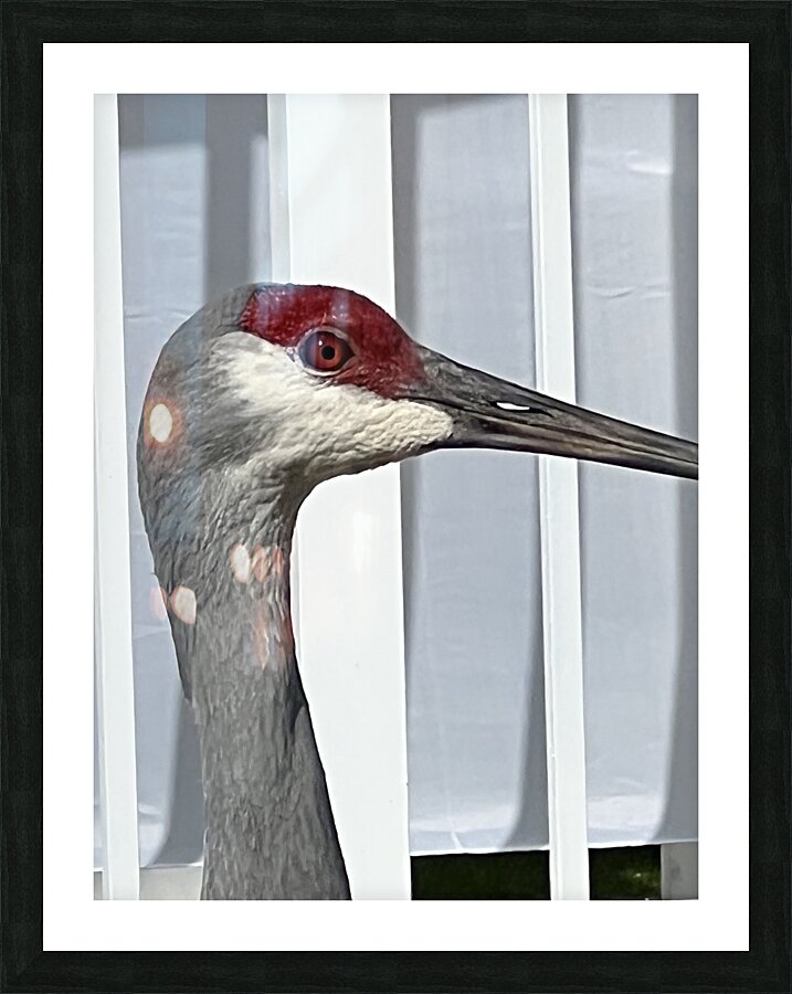 Sandhill Crane Picture Frame print