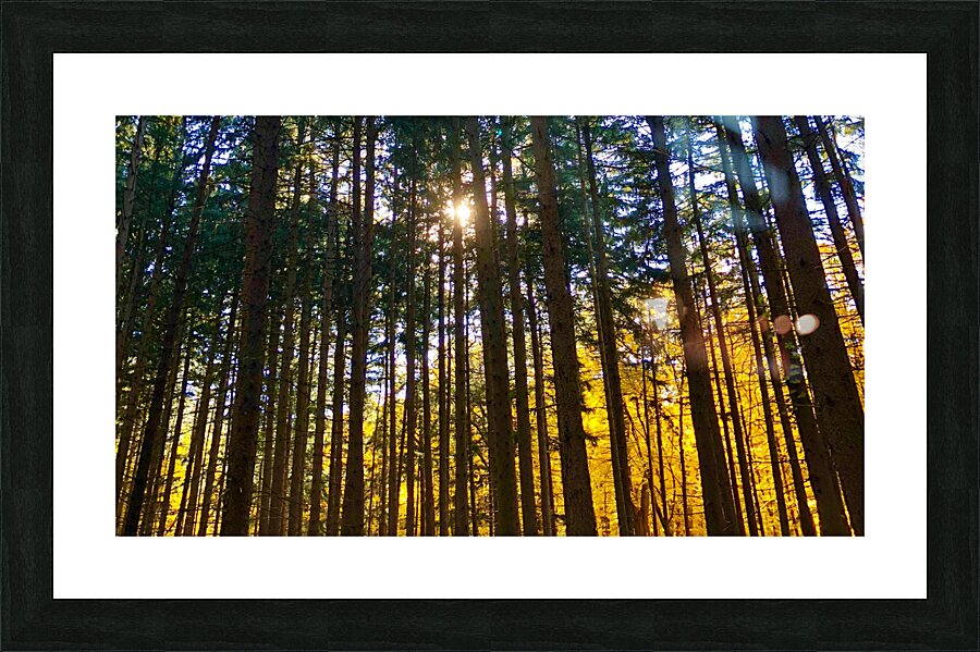 Autumn Through the Trees Picture Frame print