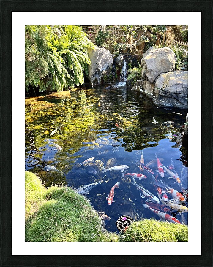 Koi Pond Picture Frame print