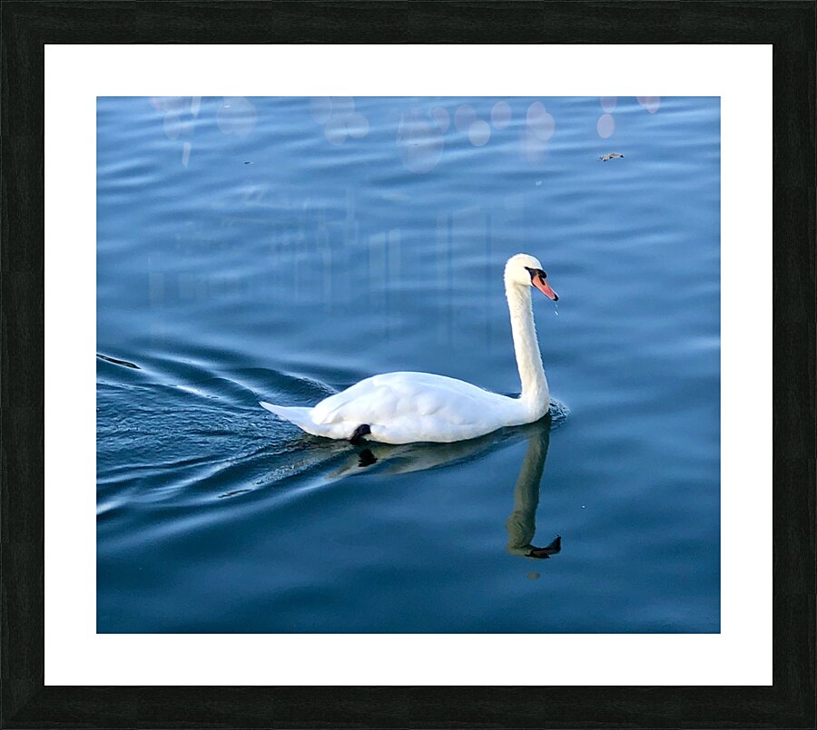 Rhine River Swan Picture Frame print