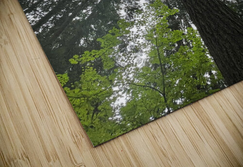 Capilano Bridge Park Tom Bromann puzzle