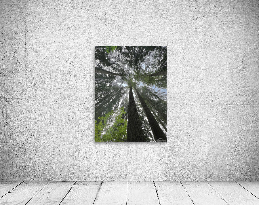 Capilano Bridge Park Wall Preview