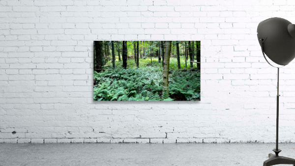 Saranac Lake NY Wall Preview
