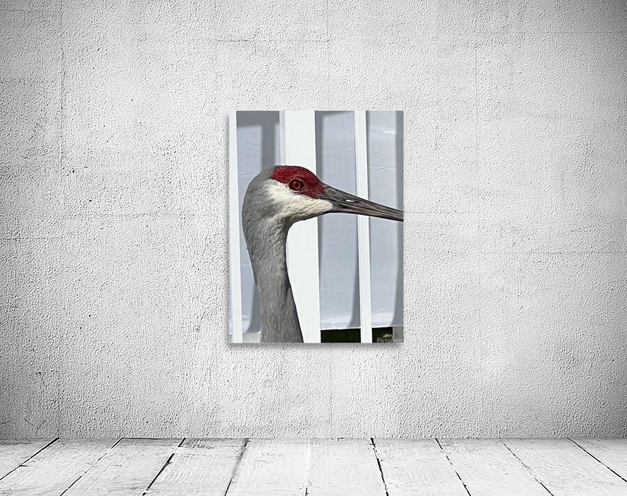 Sandhill Crane Wall Preview