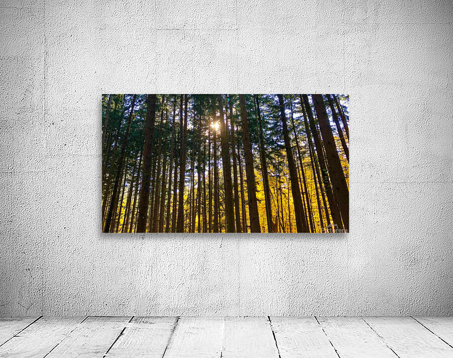 Autumn Through the Trees Wall Preview