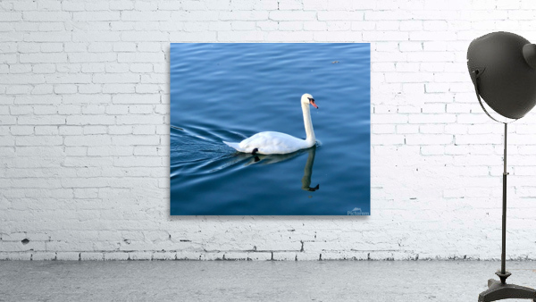 Rhine River Swan Wall Preview