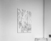 Frozen Birch Acrylic Print