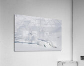 Mt. Asahidake Acrylic Print
