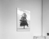Yezo Acrylic Print