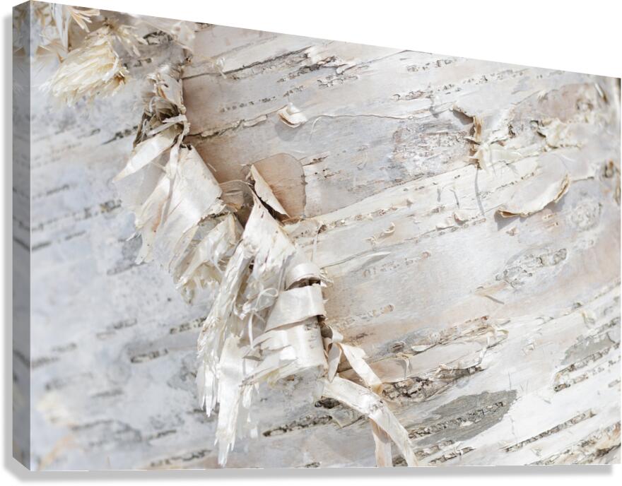 Birch Bark II Canvas Print