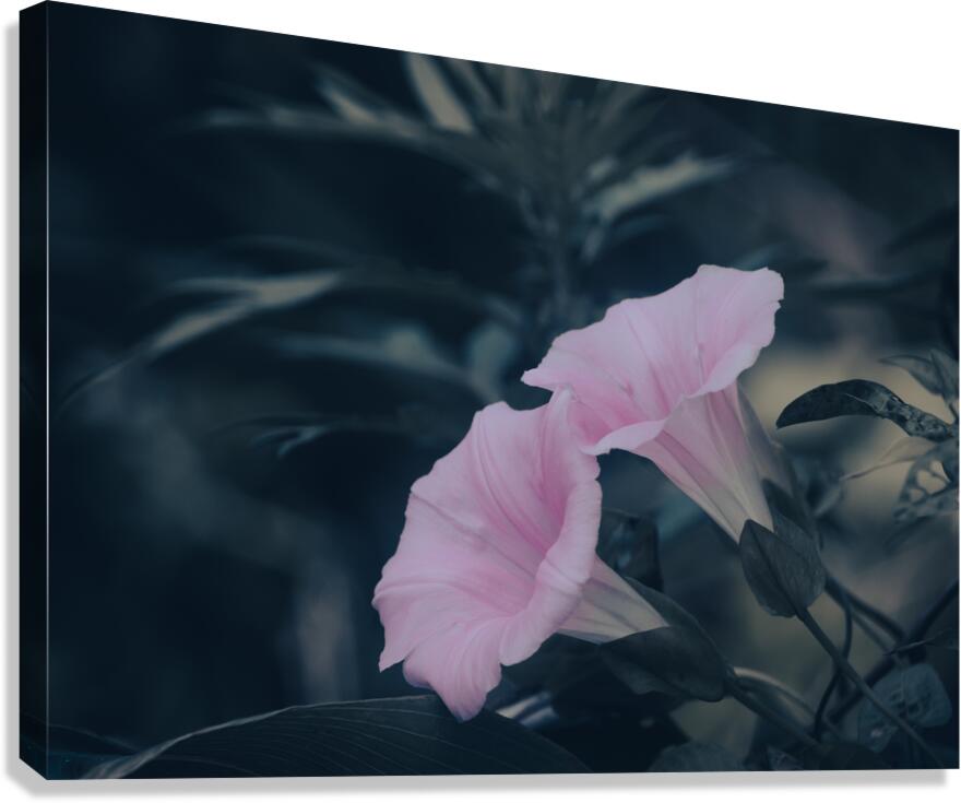 Morning glory Canvas Print