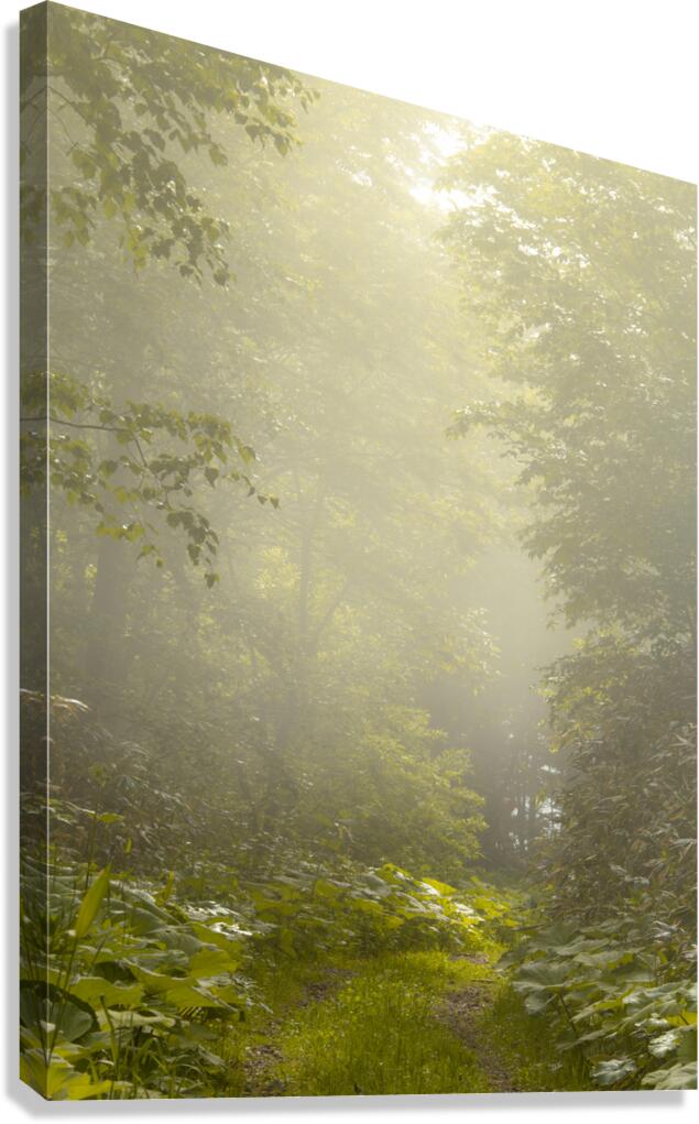 Morning Glory Canvas Print
