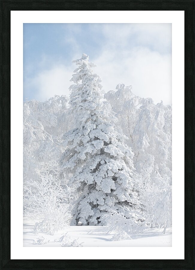 Oh... Christmas Tree Picture Frame print